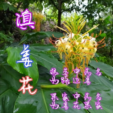 贵州毕节古夜郎大地野生中药材路边姜滇姜花根