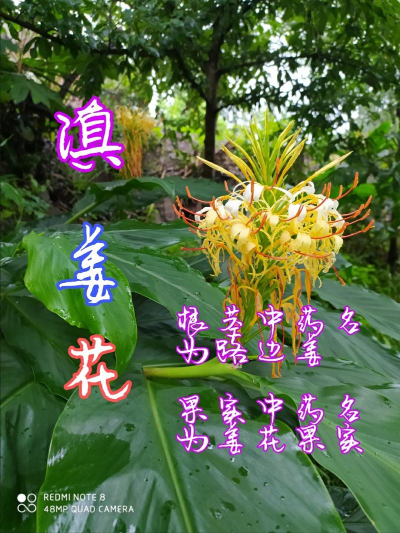 贵州毕节古夜郎大地野生中药材路边姜滇姜花根