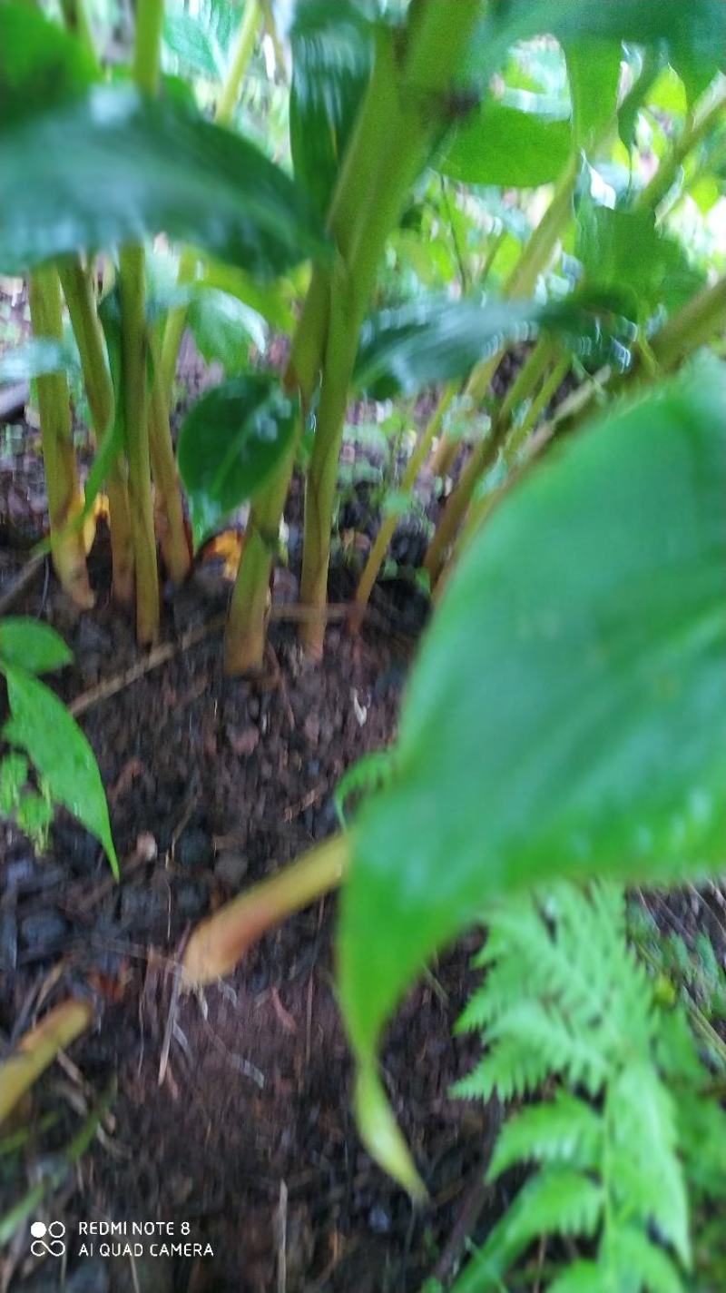 贵州毕节古夜郎大地野生中药材路边姜滇姜花根