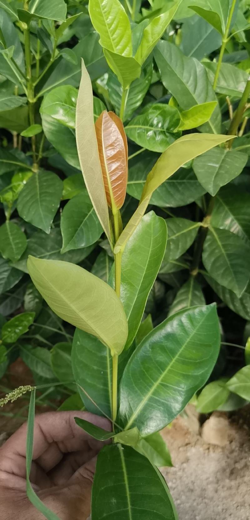 龙船花，各品种龙船花，