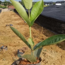 龙船花，各品种龙船花，