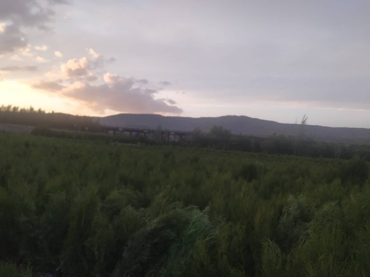 夕阳下的古树侧柏,金色余晖洒满枝头,显得格外庄严神圣 古树侧柏在夕阳下