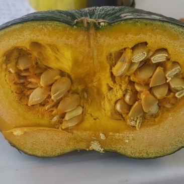 沙漠南瓜肉厚口感粉糯
