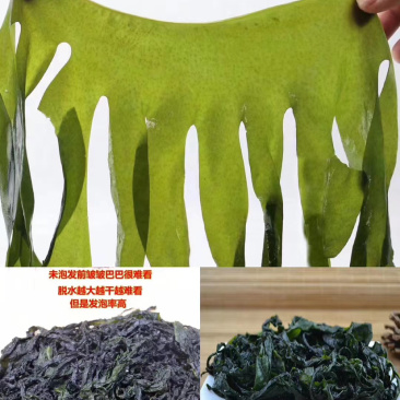 盐泽裙带菜海藻凉菜餐饮必备长期供应
