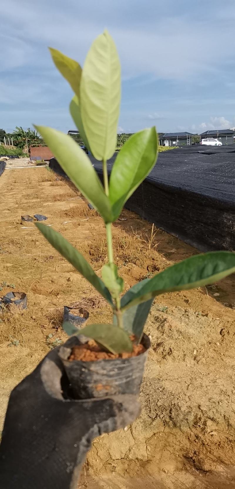 龙船花，各个品种龙船花，