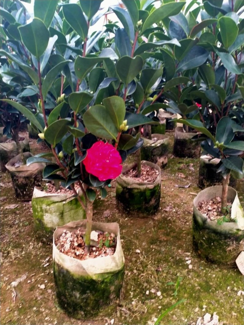 重瓣四季茶花基地直销原装带土发货大量有货