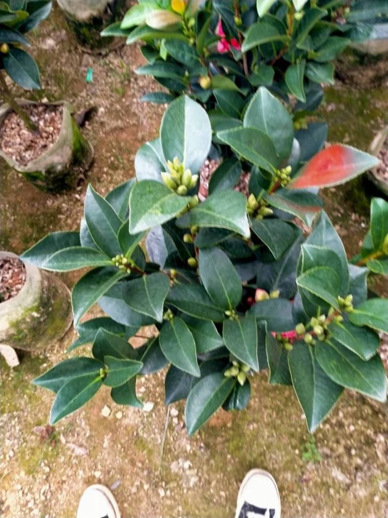 重瓣四季茶花基地直销原装带土发货大量有货