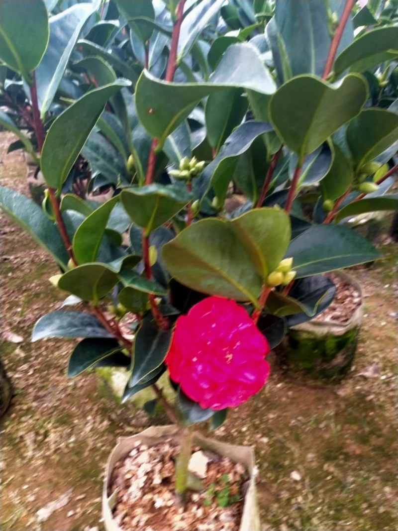 重瓣四季茶花基地直销原装带土发货大量有货
