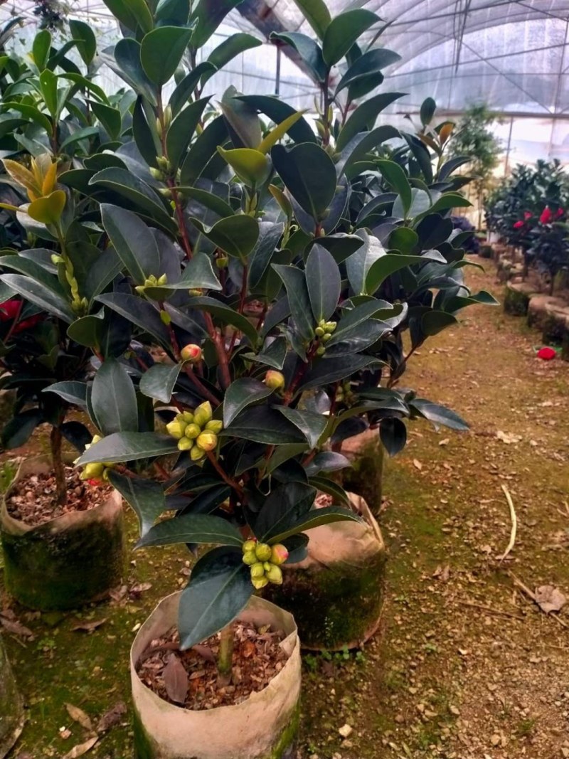 重瓣四季茶花基地直销原装带土发货大量有货