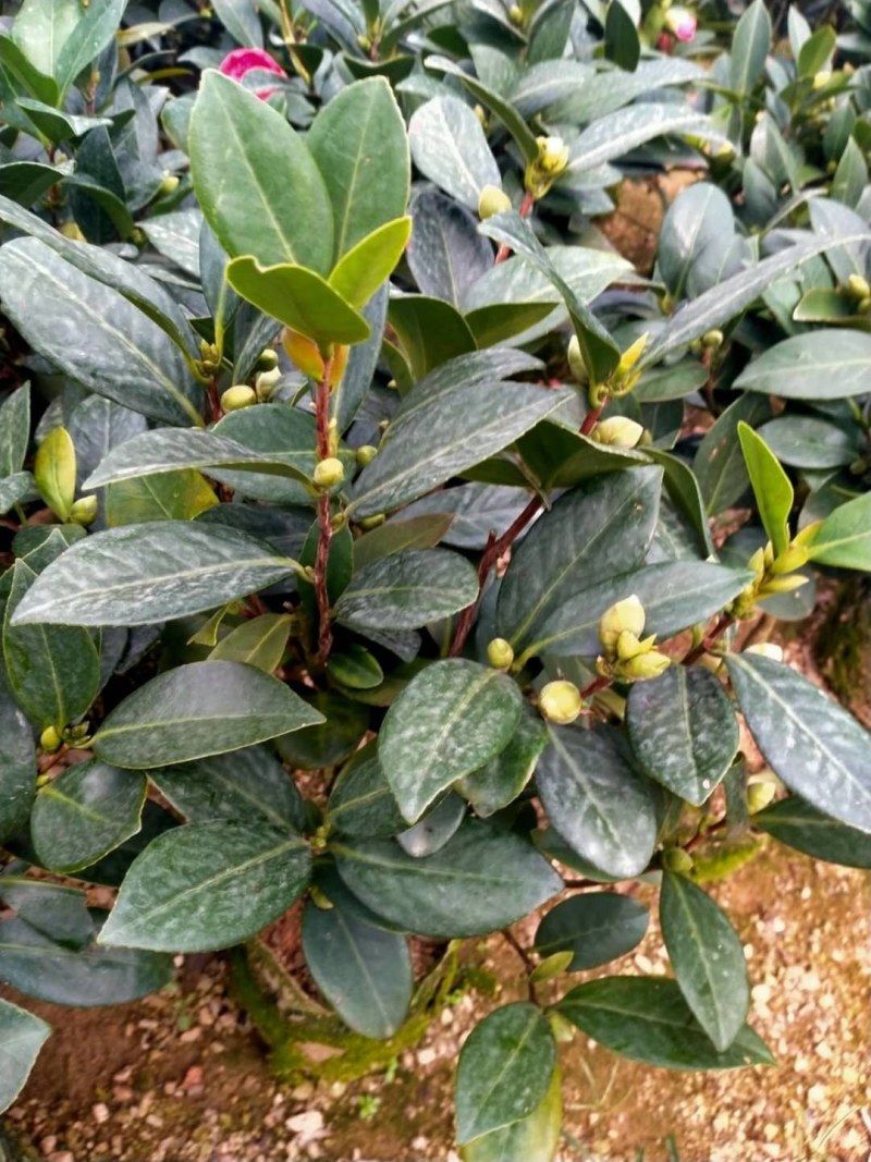 重瓣四季茶花基地直销原装带土发货大量有货
