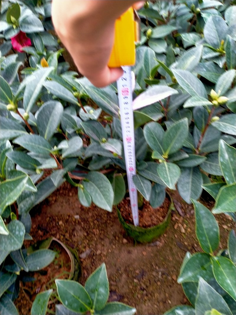 重瓣四季茶花基地直销原装带土发货大量有货