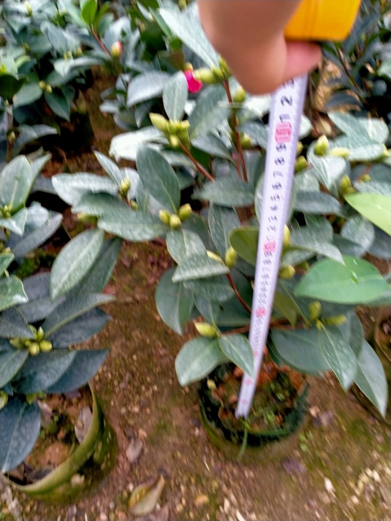 重瓣四季茶花基地直销原装带土发货大量有货