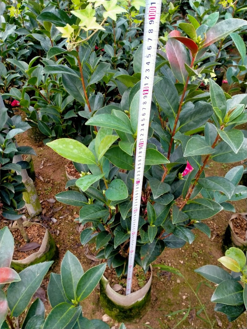 重瓣四季茶花基地直销原装带土发货大量有货