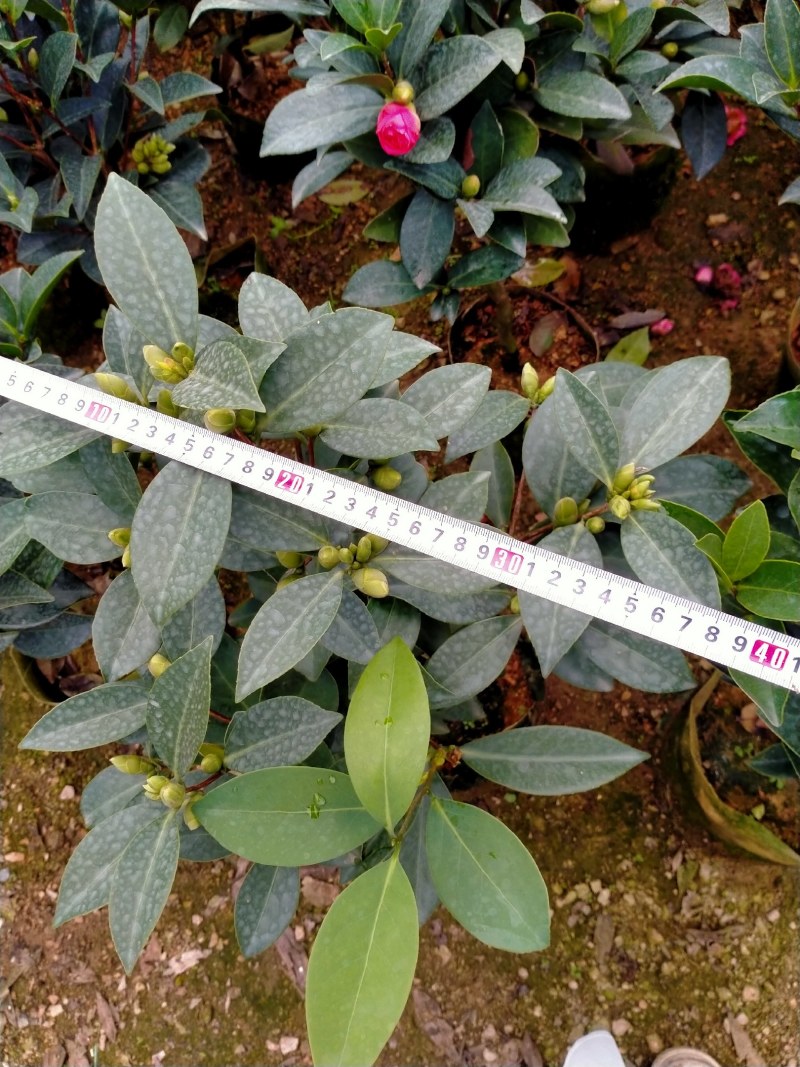 重瓣四季茶花基地直销原装带土发货大量有货