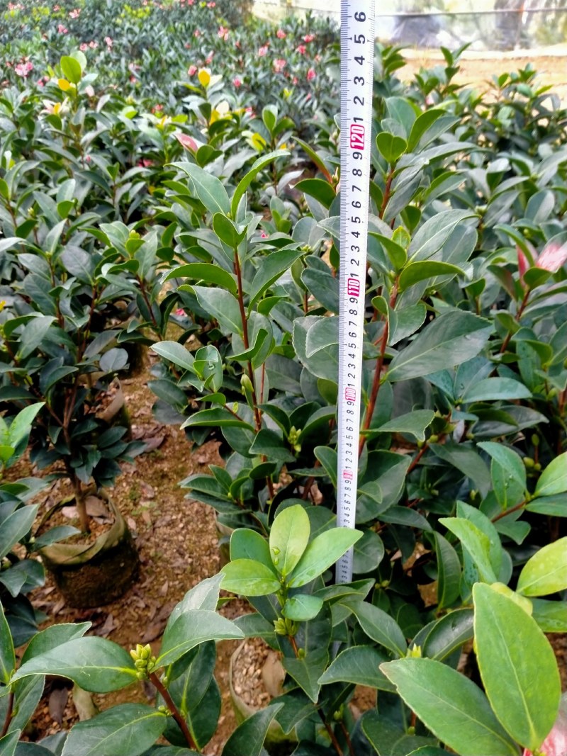 重瓣四季茶花基地直销原装带土发货大量有货