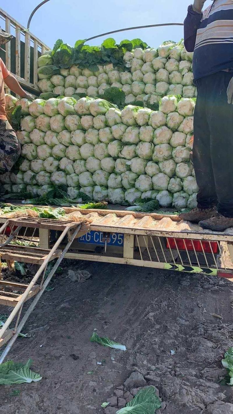 云南黄心白菜货量充足价格便宜精品白菜