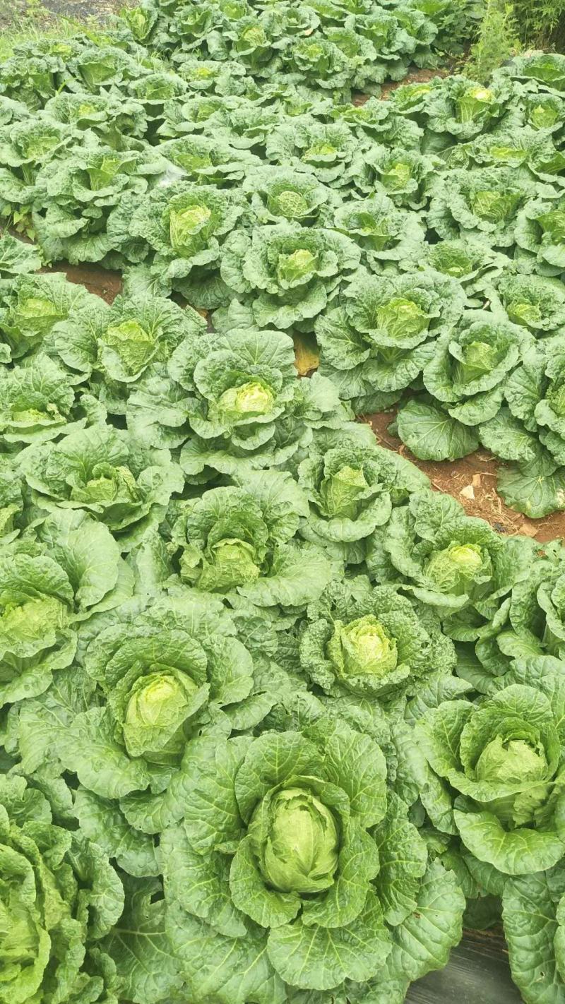 云南黄心白菜货量充足价格便宜精品白菜