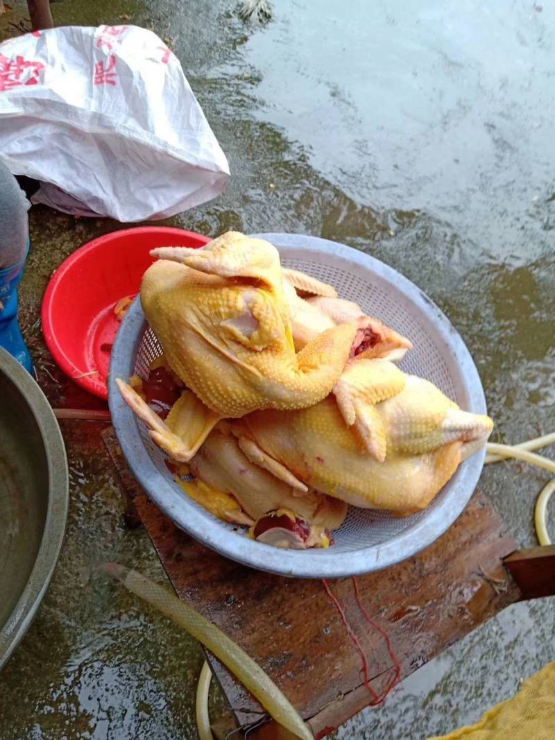 土阉232天，毛水靓靓，鸡健康，肉黄