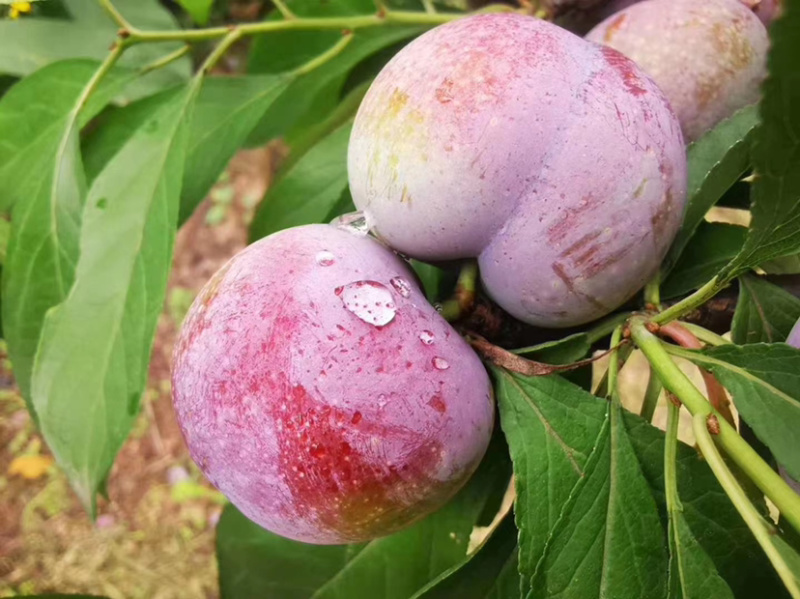 翠红李味甜脱骨颜色好