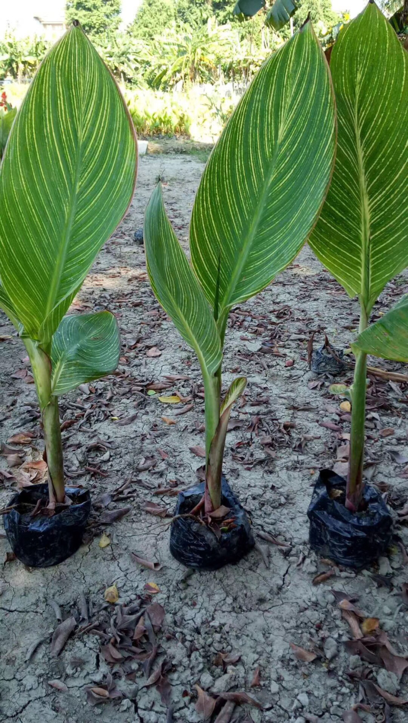 花叶美人蕉，中袋，大袋，黑杯，各种规格