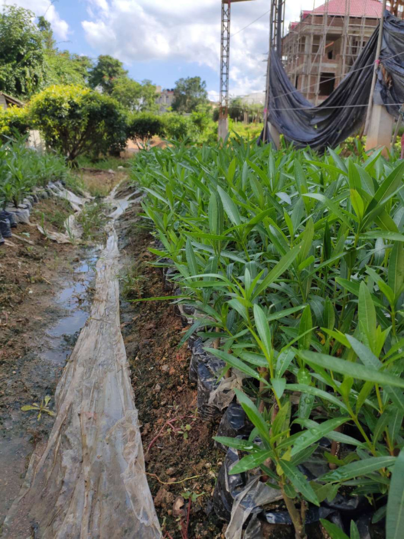 夹竹桃，中袋，大袋，美植袋各种规格