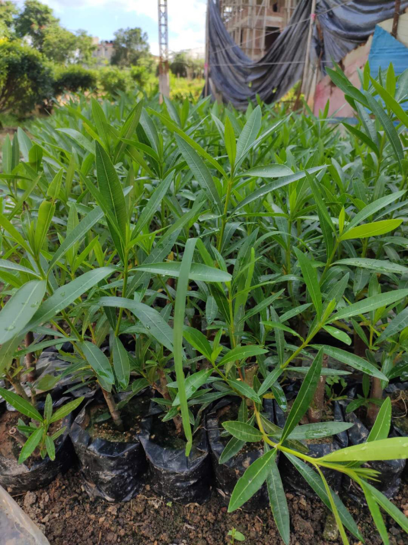 夹竹桃，中袋，大袋，美植袋各种规格