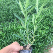 夹竹桃，中袋，大袋，美植袋各种规格