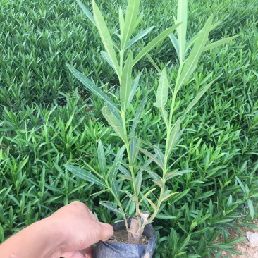 夹竹桃，中袋，大袋，美植袋各种规格