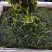 睫毛菜净重20斤一级品质全是嫩芽裙带菜工厂直销厂家