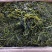 睫毛菜净重20斤一级品质全是嫩芽裙带菜工厂直销厂家
