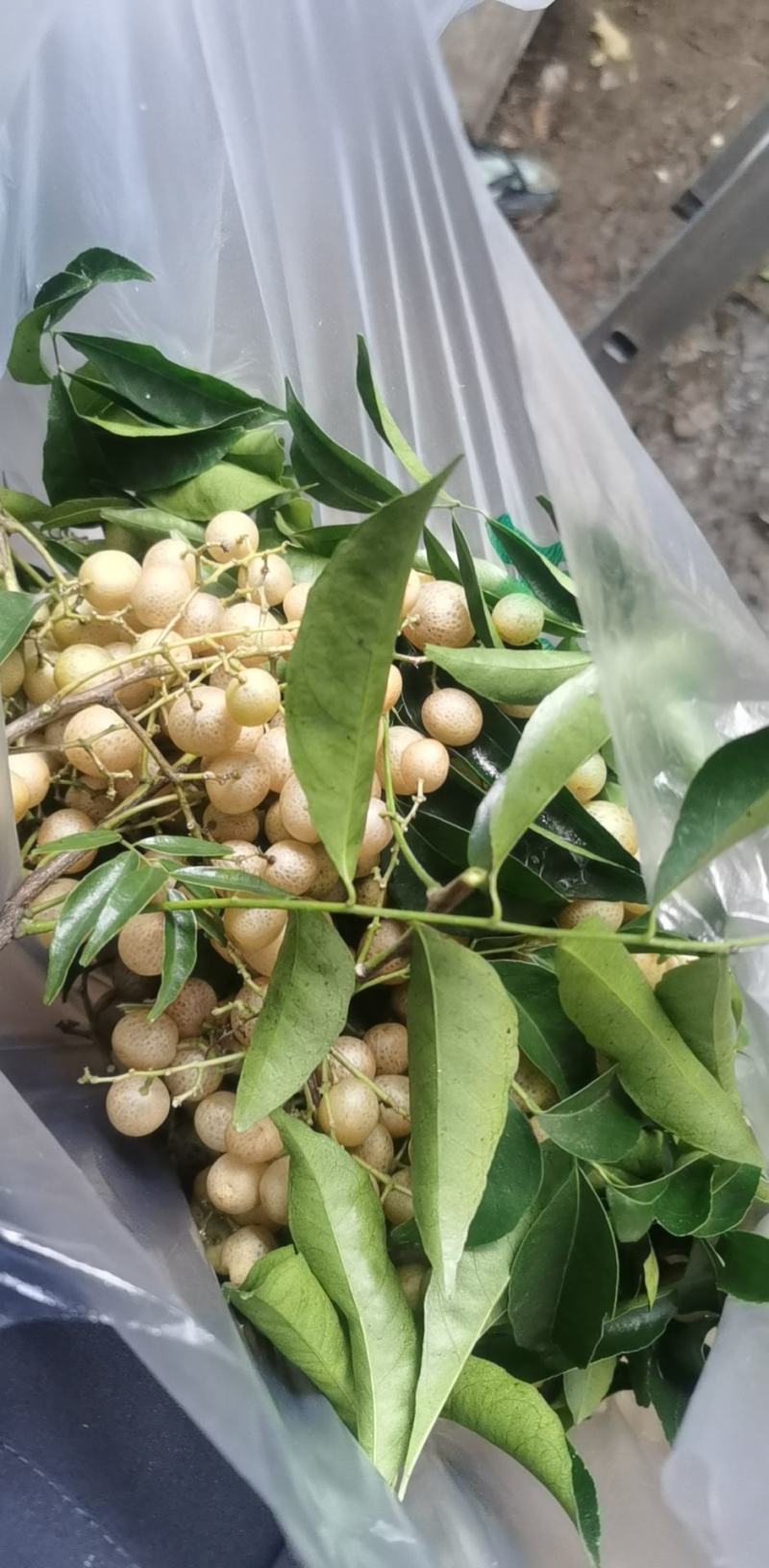 广西山黄皮干,鸡皮果,野生黄皮无核,货源充足