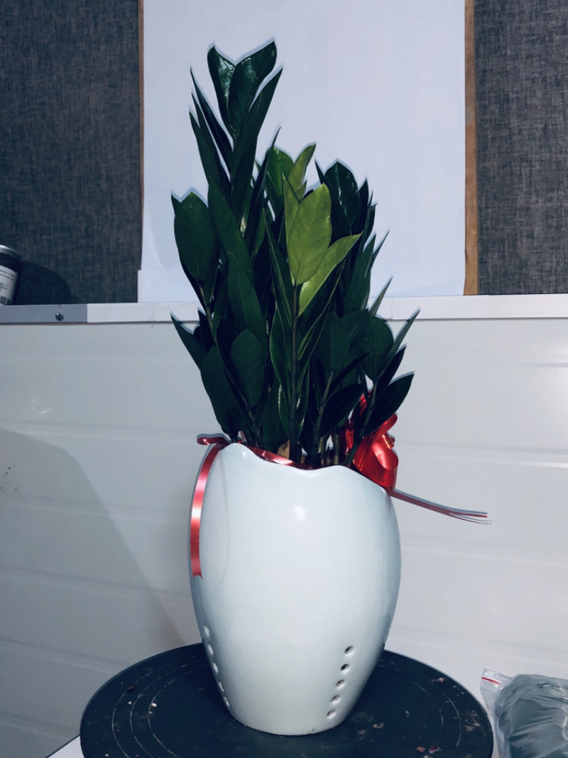梅花高盆金钱树，特级，好好先生园艺供应