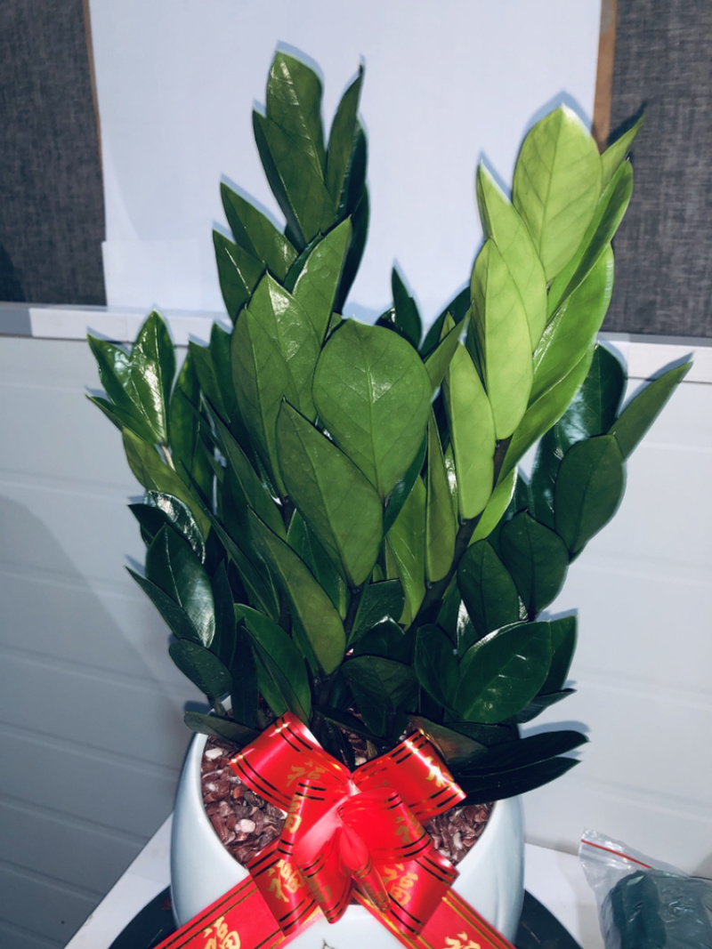 梅花高盆金钱树，特级，好好先生园艺供应