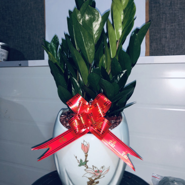 梅花高盆金钱树，特级，好好先生园艺供应