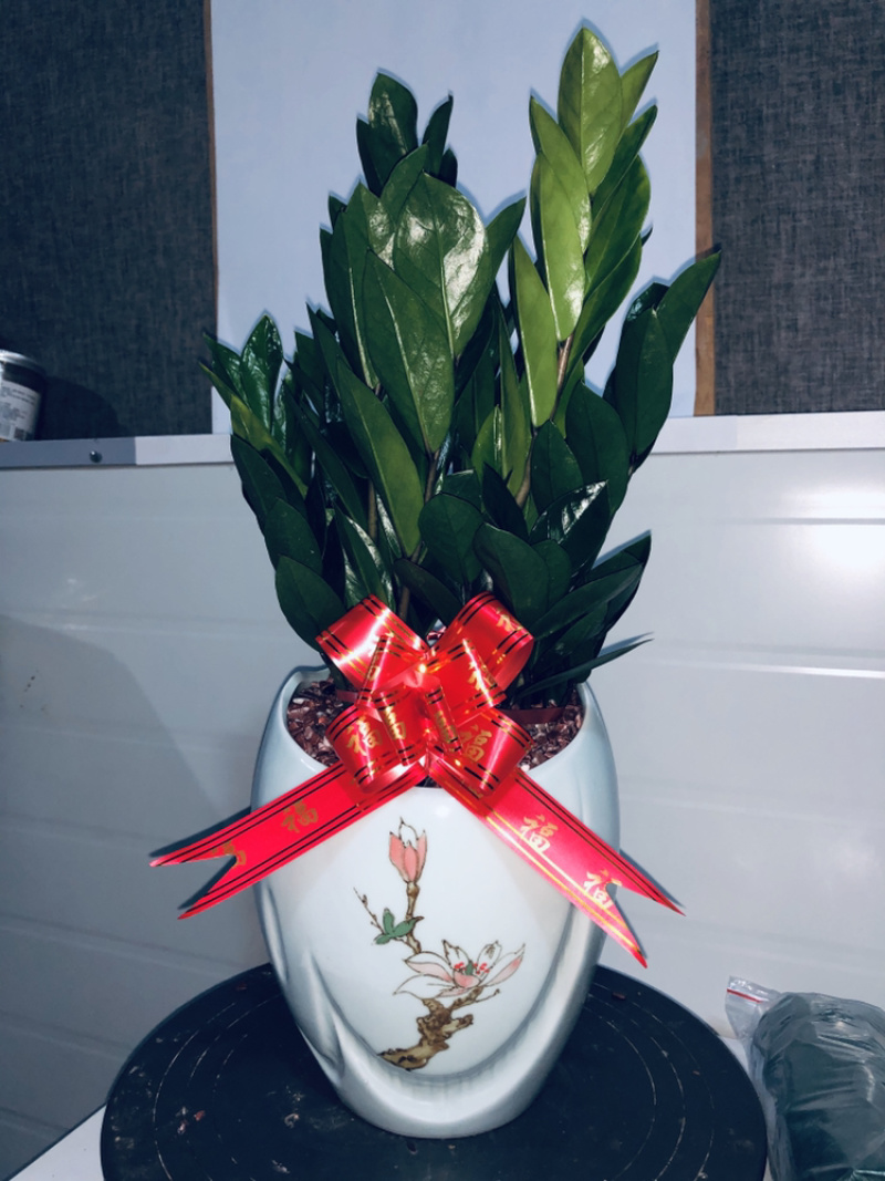 梅花高盆金钱树，特级，好好先生园艺供应