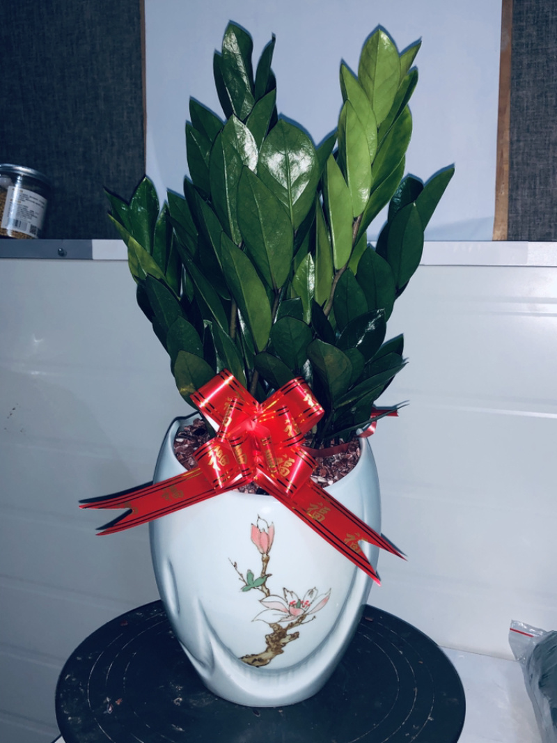 梅花高盆金钱树，特级，好好先生园艺供应