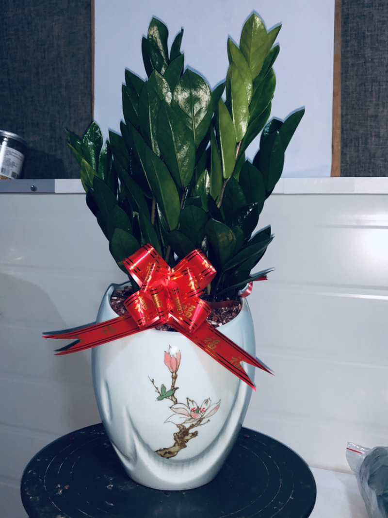 梅花高盆金钱树，特级，好好先生园艺供应