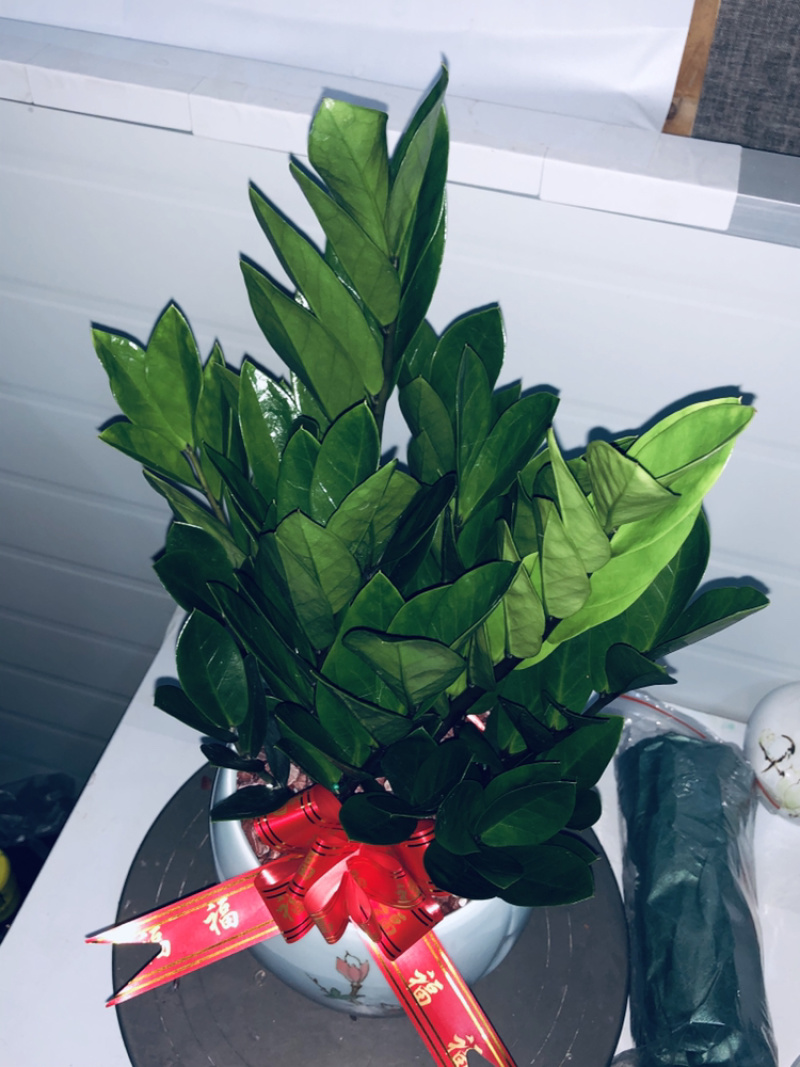 梅花高盆金钱树，特级，好好先生园艺供应