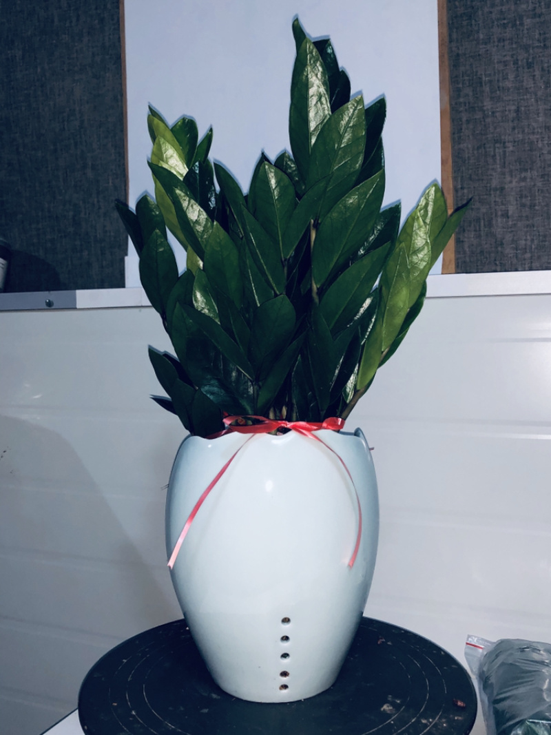 梅花高盆金钱树，特级，好好先生园艺供应