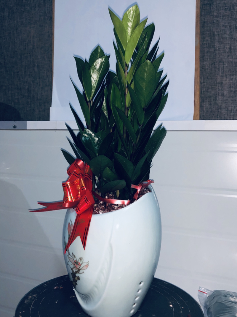梅花高盆金钱树，特级，好好先生园艺供应