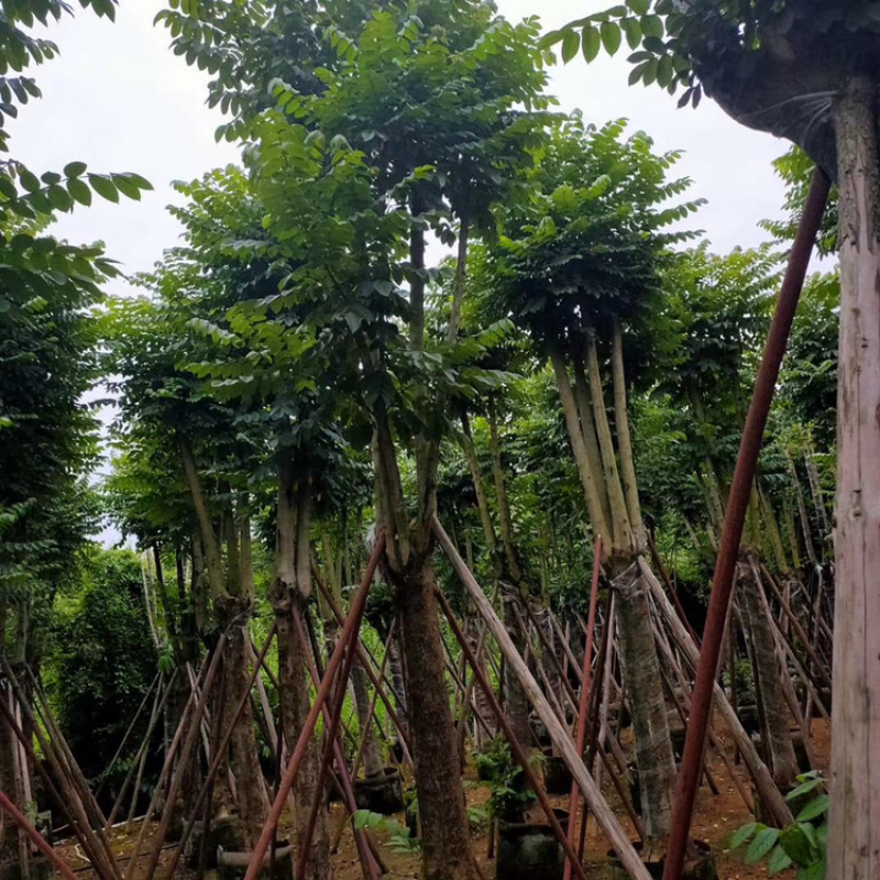 火焰木，大量供应5分到25分光杆和骨架货
