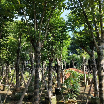火焰木，大量供应5分到25分光杆和骨架货
