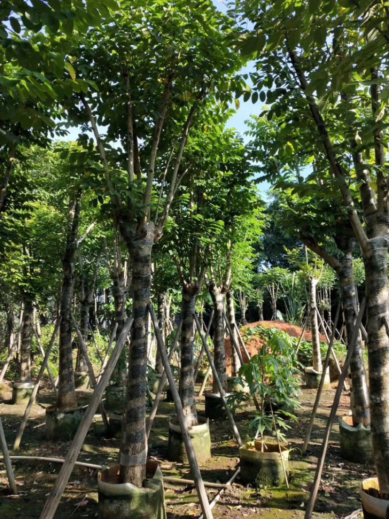 火焰木，大量供应5分到25分光杆和骨架货