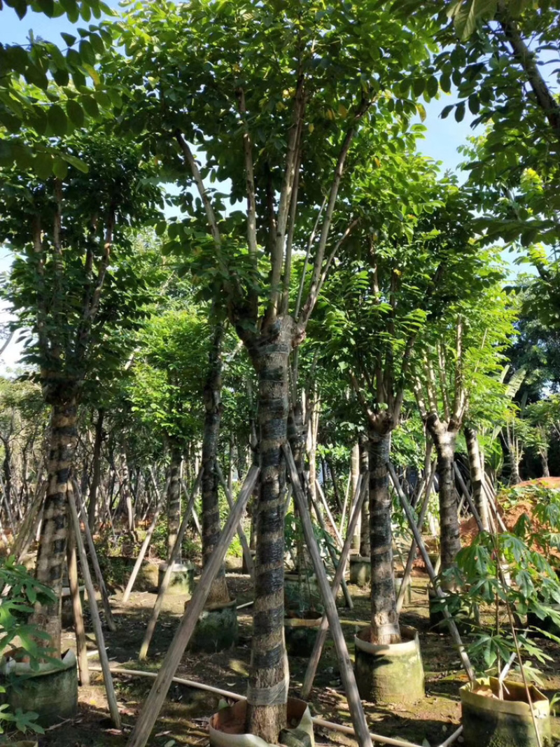 火焰木，大量供应5分到25分光杆和骨架货