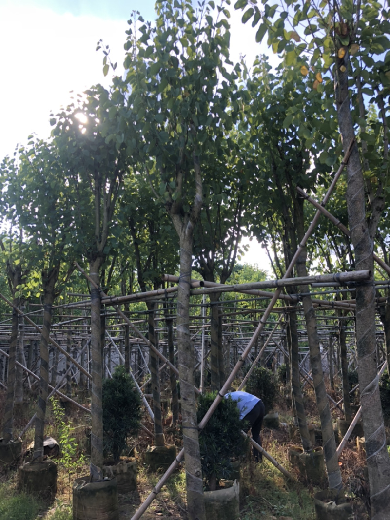 宫粉紫荆，大量供应5分到15分光杆和骨架