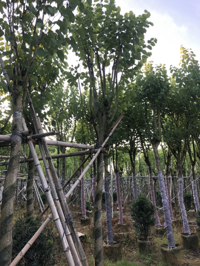 宫粉紫荆，大量供应5分到15分光杆和骨架