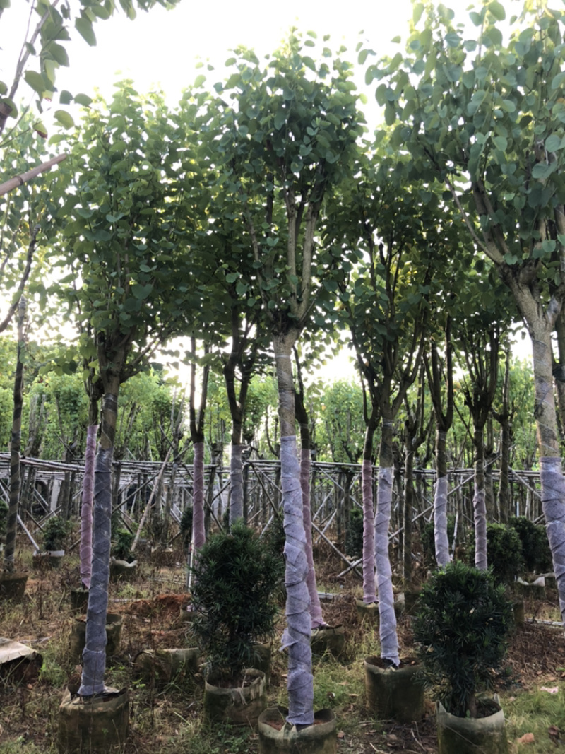 宫粉紫荆，大量供应5分到15分光杆和骨架