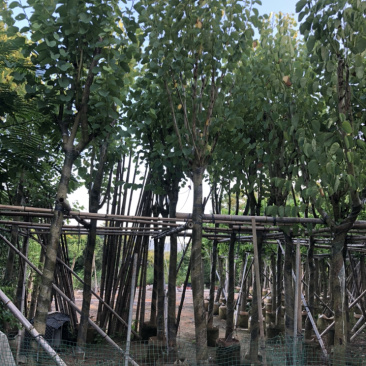 宫粉紫荆，大量供应5分到15分光杆和骨架