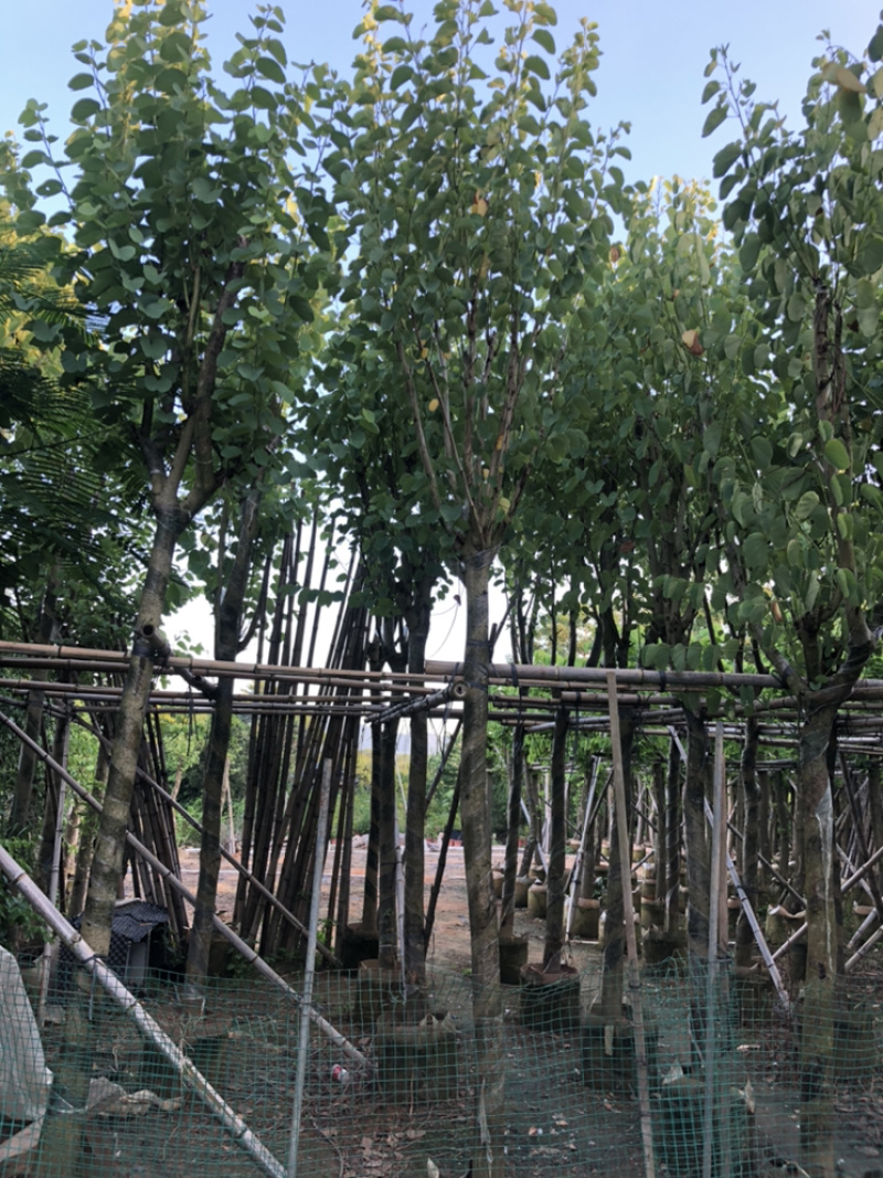 宫粉紫荆，大量供应5分到15分光杆和骨架