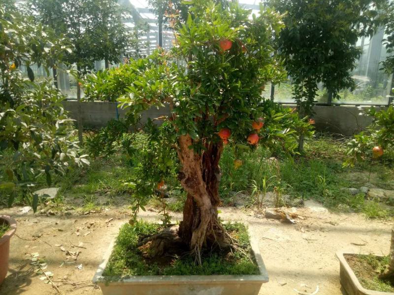 基地直销金银花盆景适合南北方种植可地栽经济收入
